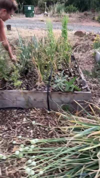 Harvesting garlic from my garden 