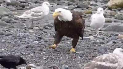 Bald eagle walking