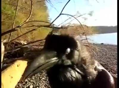 🔥A talking Raven🐦‍⬛