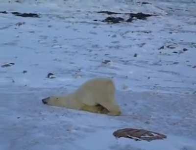 How Polar Bears dry off after swimming.