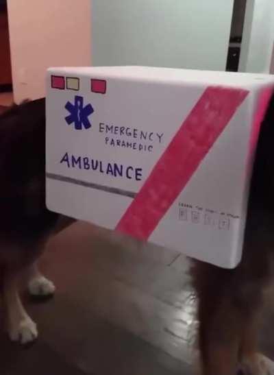 Dog ambulance