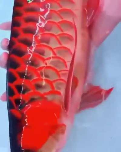 This is the Red Asian Arowana, the world's most expensive fish which can fetch prices up to $300k