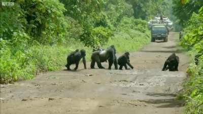 Massive silverback gorilla blocks a road so his family can cross safely.