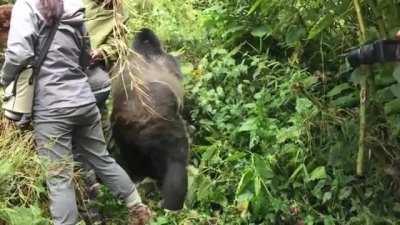 🔥 Extremely polite wild Silverback waits for a lady to step aside before going about his business