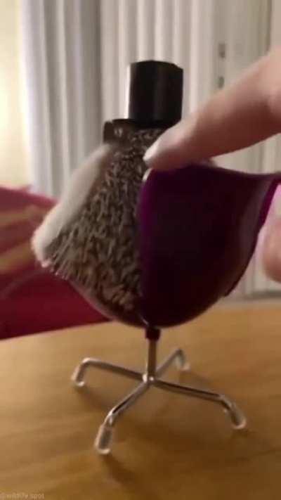 He is a gentleman 🦔🎩