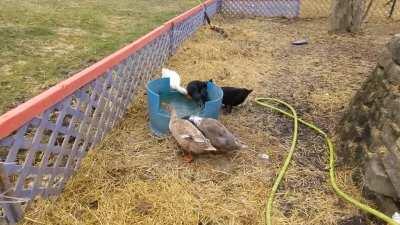 Mealworms, breakfast of champions