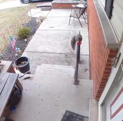 A squirrel gives a cookie to his neighbors