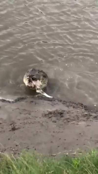 Crocodile eats shark, Queensland, Australia