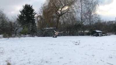 A chicken takes to the air and flies across a snowy field.