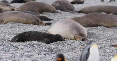 Elephant seals cover themselves in pebbles to avoid sun burns - South Georgia [OC]