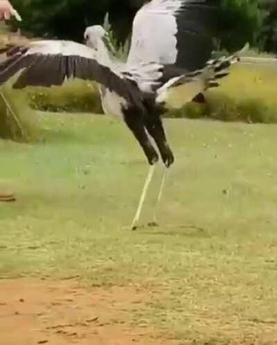 Secretary Bird beating the ever living shit out of a rubber snake