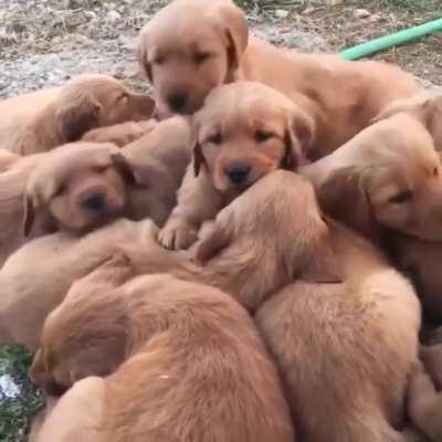 Family of puppers waking up from a nap