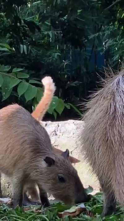 Zoo Attack Porn Tube - ðŸ”¥ this orange cat with capybara in zoo negara, Malaysia :...