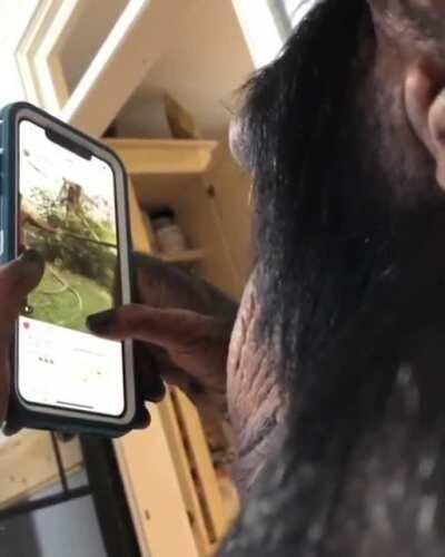 Chimpanzee learns to use Instagram?!