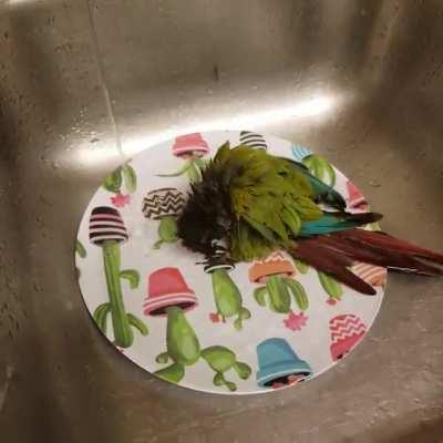 My bird always begs to go in the sink for baths. He also frequently tries to grab the water with his lil peets. Hope someone out there gets a smile out of this video 🤗