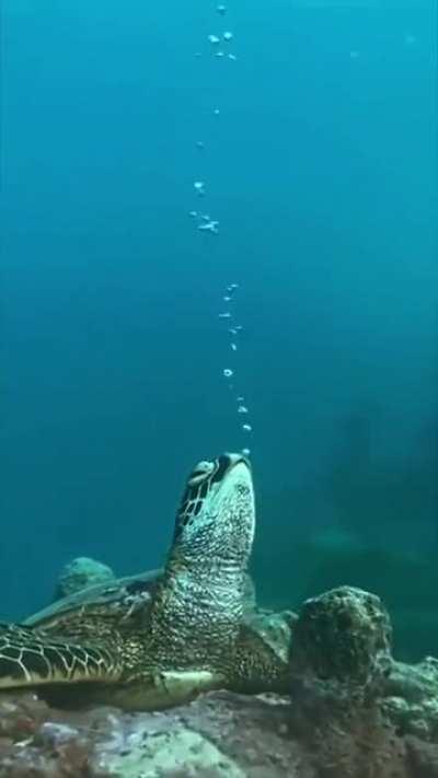 🔥 A sea turtle sleeping on the ocean floor