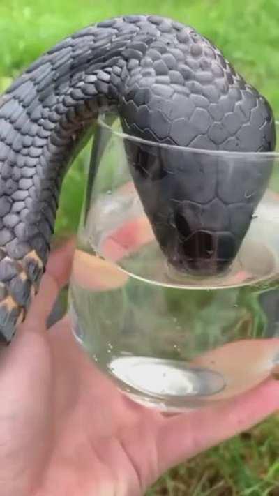 🔥 This gorgeous Snake having a sip of water