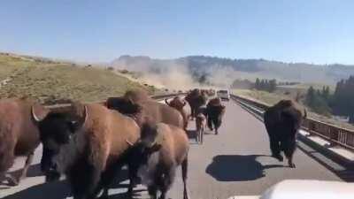 A massive bison stampede captured in Yellowstone