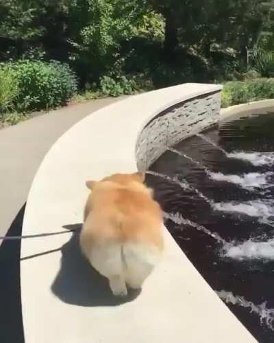 Corgi Butt!!