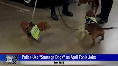 SAUSAGE dogs.