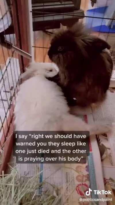 Silly (but creepy) Rabbits