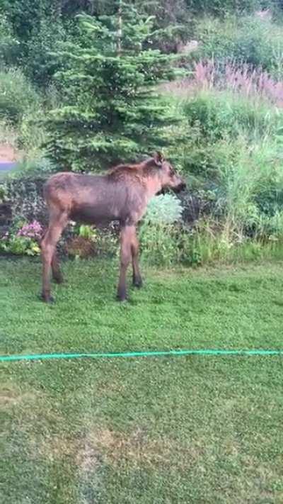 Mama Moose and Her Calf Cool Off Under the water