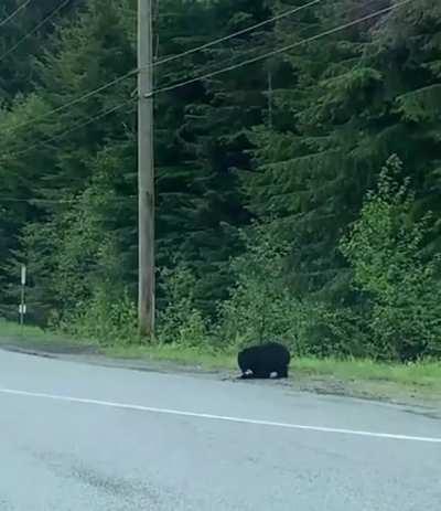 Black Bear chasing down Rabbit