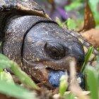 Bought a house, unexpectedly inherited a wild box turtle with a burrow under our patio. Sometimes he lets me sit by him in return for treats.