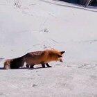 🔥 Foxy Does A Danger Dive 🦊🔥