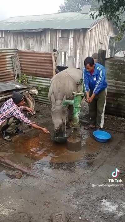 This video is from Chitwan National Park, Nepal. A perfect example of human wildlife coexistence.