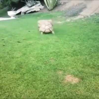 This Tortoise sees his pal overturned and struggling...rushes to his aid.