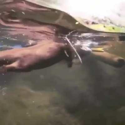 Mother otter is teaching baby otter to how to swim