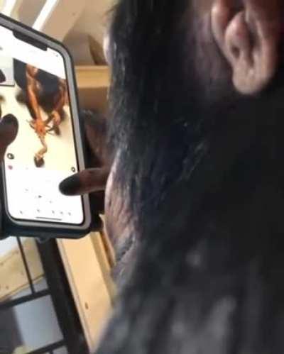 Ape using a smartphone.