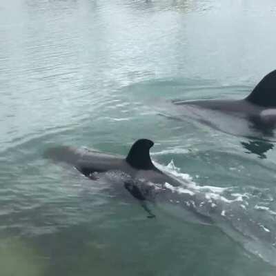 A little video of the orcas today in Wellington