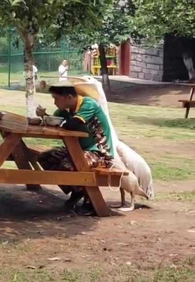 This pelican won't let the dude eat his food