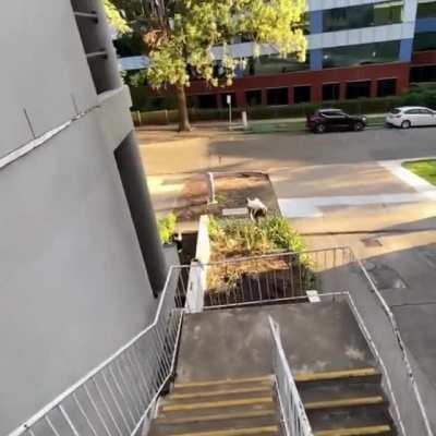 This guy must be one of the world's best parkourers