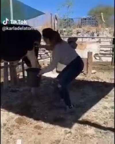 Trying to milk a bull