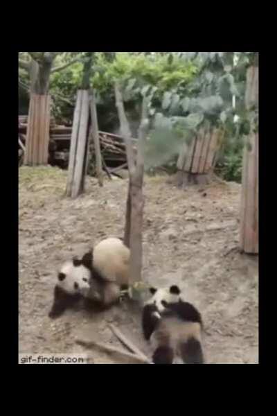 Just two pandas mating