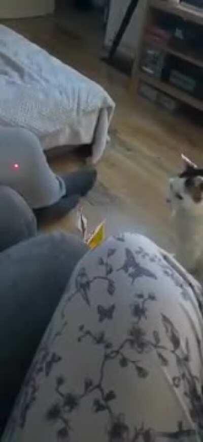 Cat chomps the foot