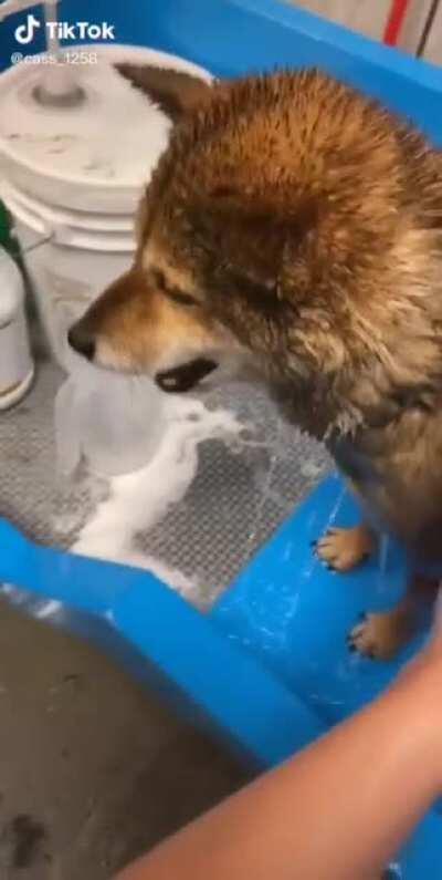 Shiba doesn't like bath time