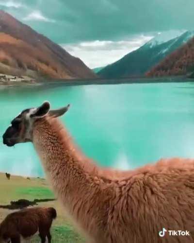 🔥 Guanaco in the mountains