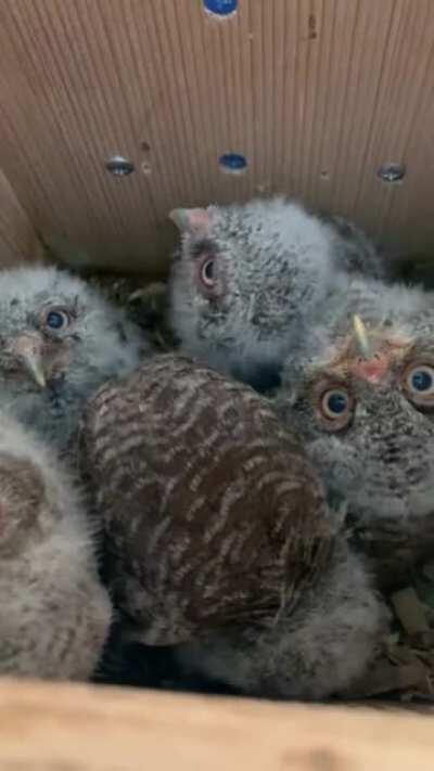 Five owlets in the owl box