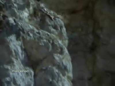 Huge Spanish imperial eagle drags Iberian ibex off a cliff to its death.