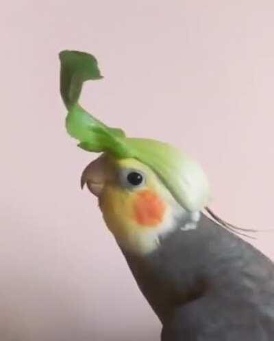 Little birb is sooo proud of his lettuce hat