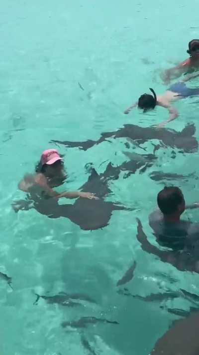 Swimming with Sharks - Instagram (08.12.2024)