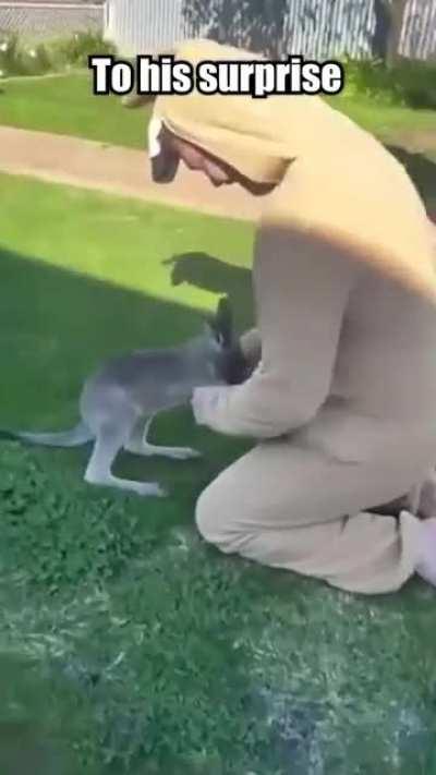 Little kangaroo got deceived