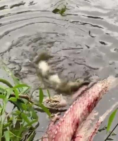 🔥 Baby aligator testing out his deathroll