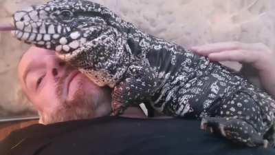 My tegu is more like a dog than a lizard