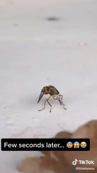 Y'all ever seen a wasp get high ?