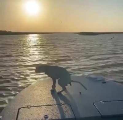 WCGW leaving your dog loose on a boat